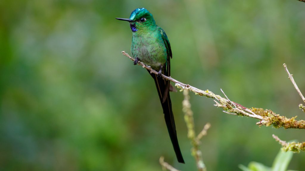 Birding in Northern Peru - Ecologística Perú